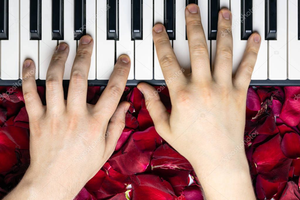 Pianist hands on red rose flower petals playing romantic serenad
