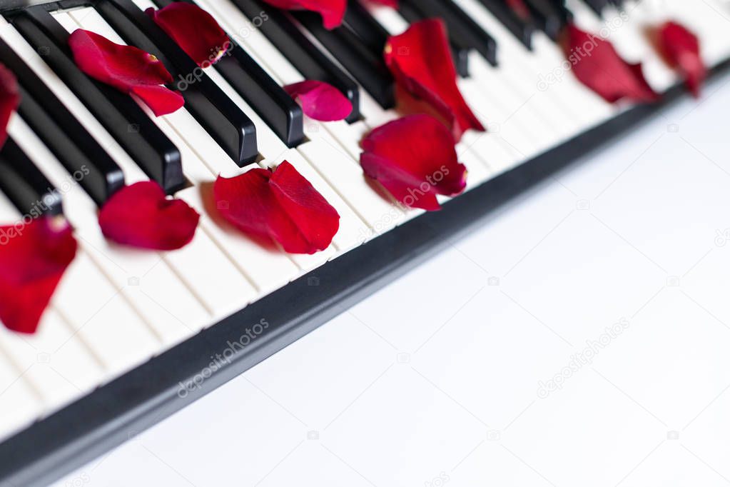Piano keys strewn with rose petals, isolated, copy space. Piano 