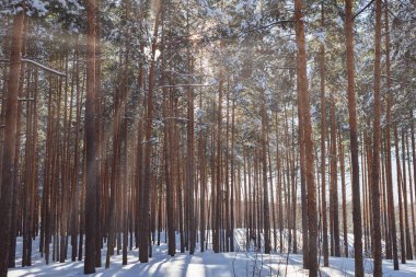 Güneş ışığı ile güzel kış ormanı. Dinlenmek için harika bir yer