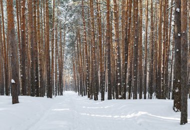 Kayak pisti olan kış ormanı. Güneşli havada uzun çamlar. Wonde