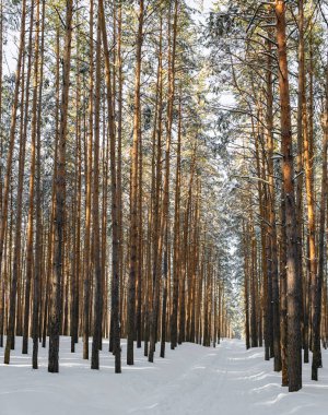 Kayak pisti ile güzel kış ormanı. Uzun kar güneşli havalarda çam kaplı. Dinlenmek ve hafta sonu için harika bir yer. Kış masalı
