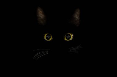 Kara kedi konsepti, karanlık gizemli tarz. Th parlayan kedi gözleri