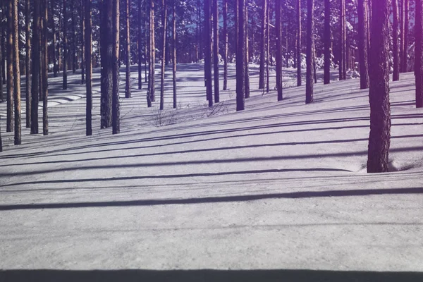 Winter forest. Pure pine forest in sunny weather. Purple sunligh — Stock Photo, Image