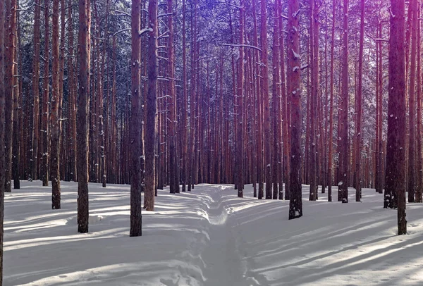 Beautiful winter forest with ski track. Tall snow covered pines