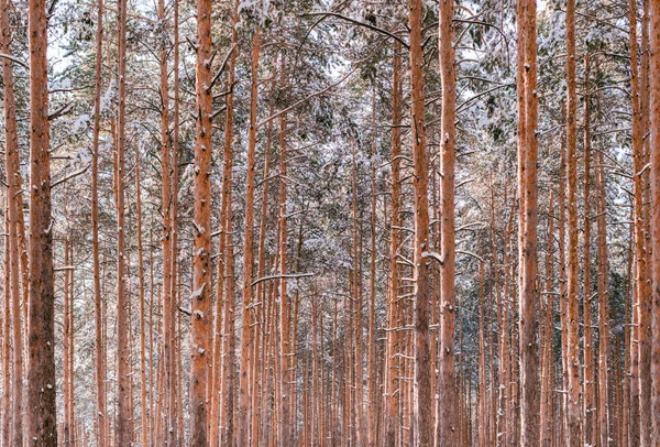 Tallskog. Långa höga tallar och ren luft. Vacker natur LAN — Stockfoto