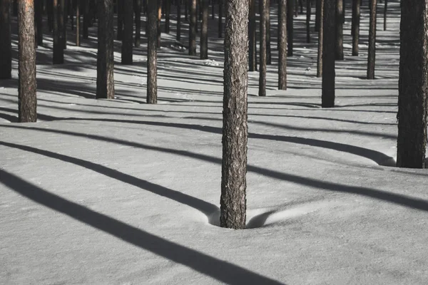 Télen gyönyörű erdő. Tiszta fenyőerdő napos időben. W — Stock Fotó