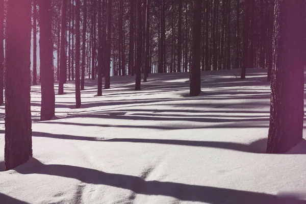 Beautiful forest in winter. Pure pine forest in sunny weather. W — Stock Photo, Image
