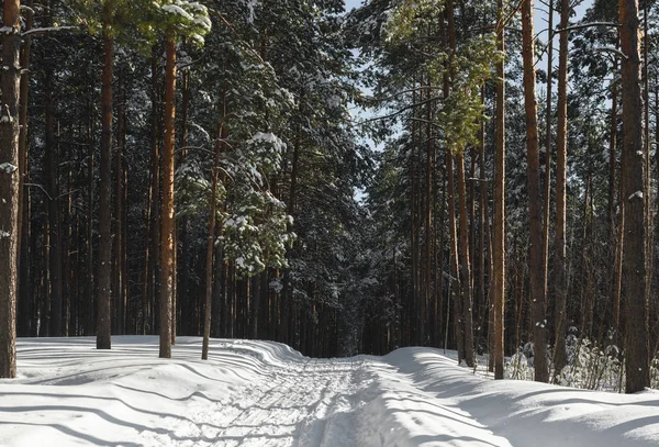 Beautiful winter forest with ski track. Tall snow covered pines