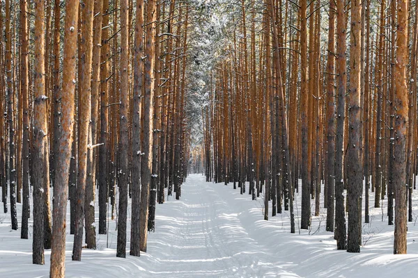 Beautiful winter forest with ski track. Tall snow covered pines