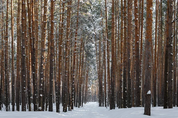 Beautiful winter forest with ski track. Tall snow covered pines