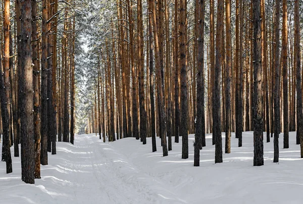 Beautiful winter forest with ski track. Tall snow covered pines