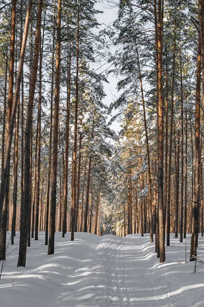 Beautiful winter forest with ski track. Tall snow covered pines