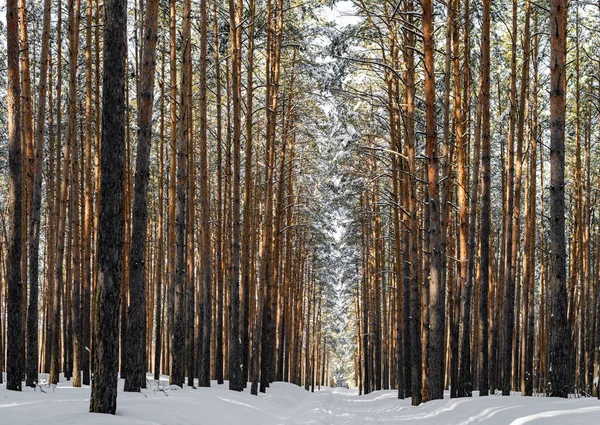 Beautiful winter forest with ski track. Tall snow covered pines