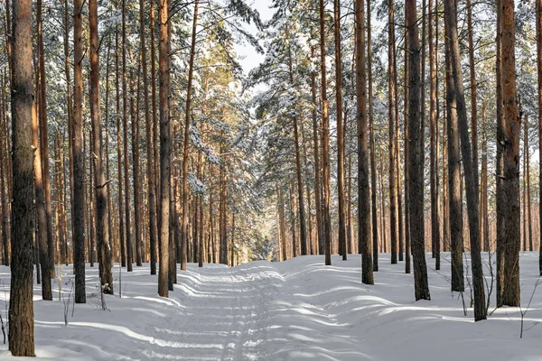 Beautiful winter forest with ski track. Tall snow covered pines