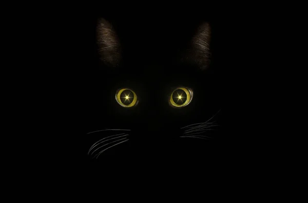 Conceito de gato preto, estilo misterioso escuro. Olho de gato amarelo brilhante — Fotografia de Stock