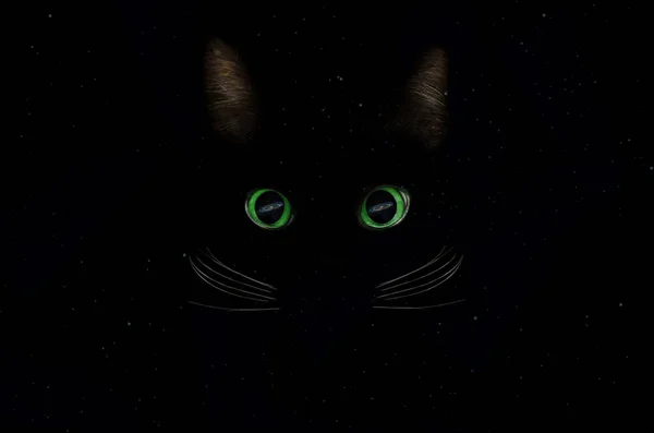 Black Cat Space concept, galactische in de ogen onder de sterren. Gloeiende c — Stockfoto