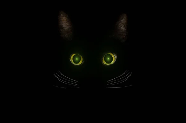 Kara kedi konsepti, karanlık gizemli tarz. Parlayan sarı yeşil c — Stok fotoğraf