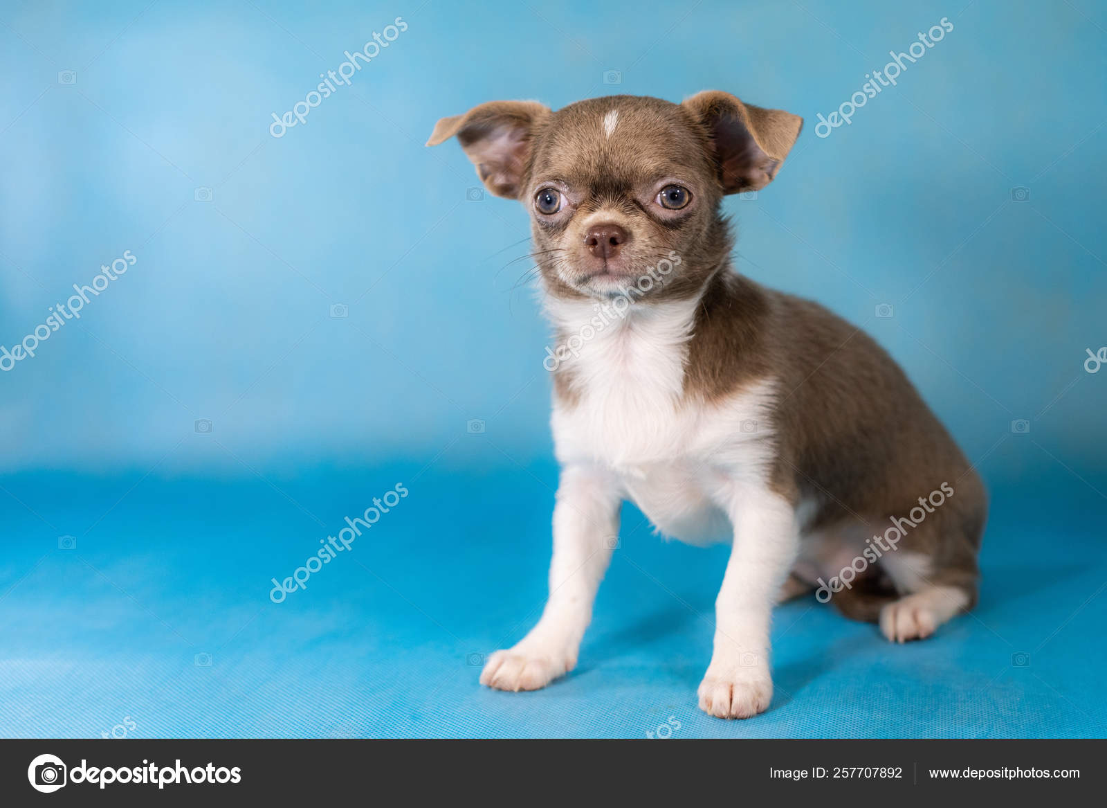 blue chihuahua dog