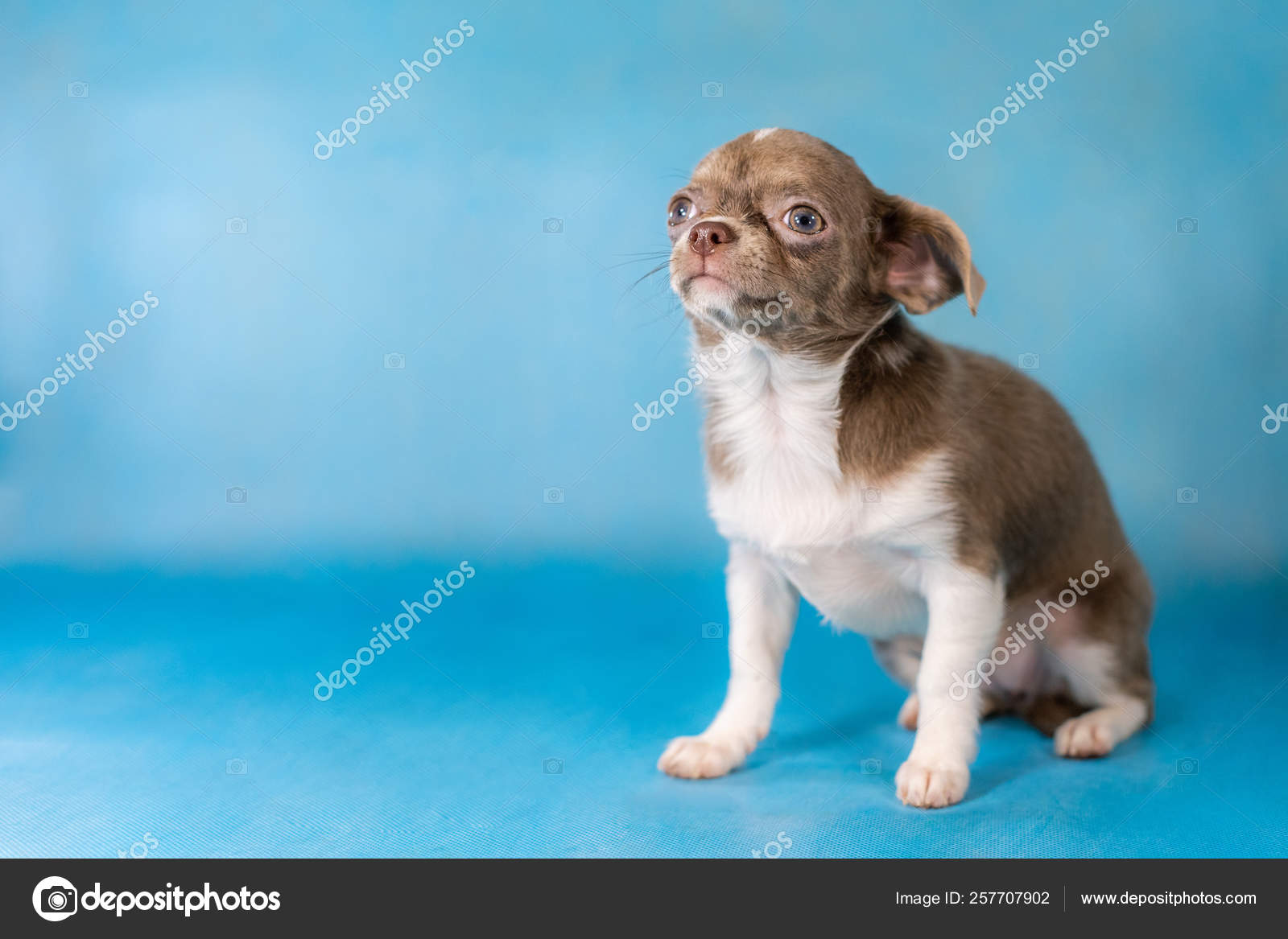 Little Cute Chihuahua Dog Breed Blue Background Stock Photo Image By C Travelarium