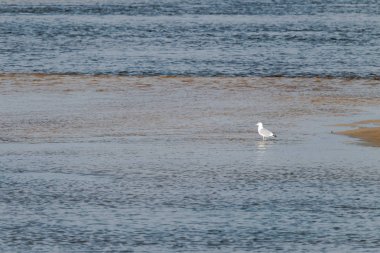 Yalnız beyaz martı denizde sığlıklar üzerinde duruyor