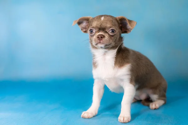 Kleine niedliche Chihuahua-Hunderasse. blauer Hintergrund — Stockfoto