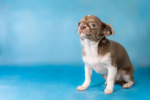 Pequena raça Cão Chihuahua bonito. Fundo azul — Fotografia de Stock