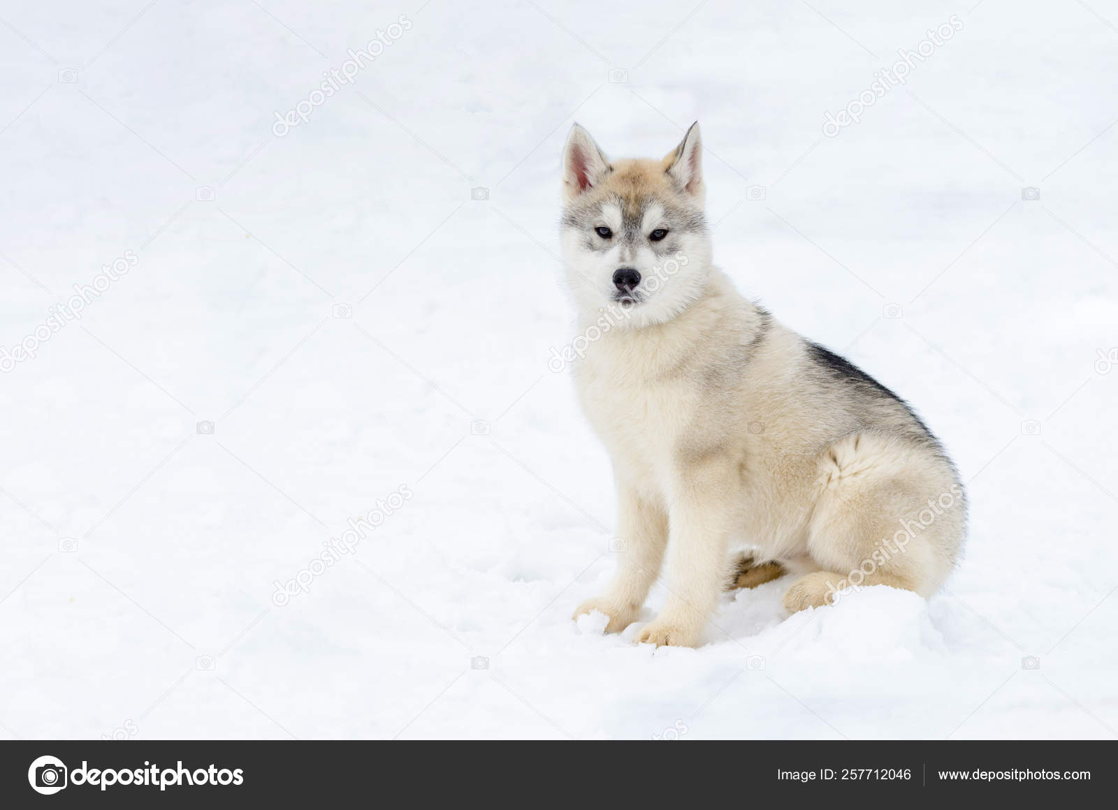 Chiot De La Race Sibérienne De Husky De Chien De Traîneau