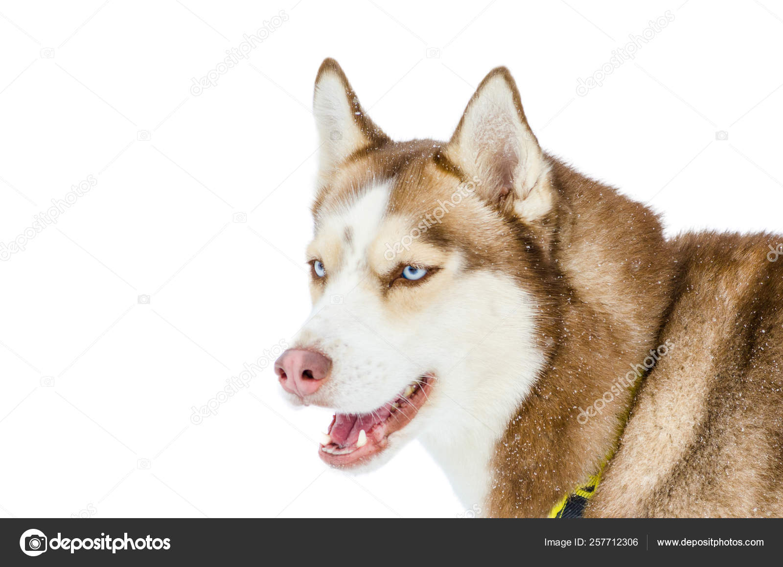 white fur blue eyed husky