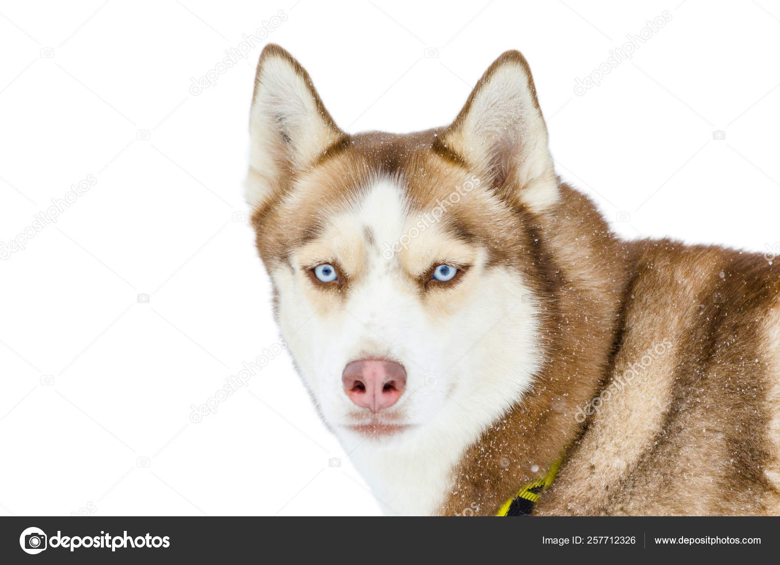 white fur blue eyed husky