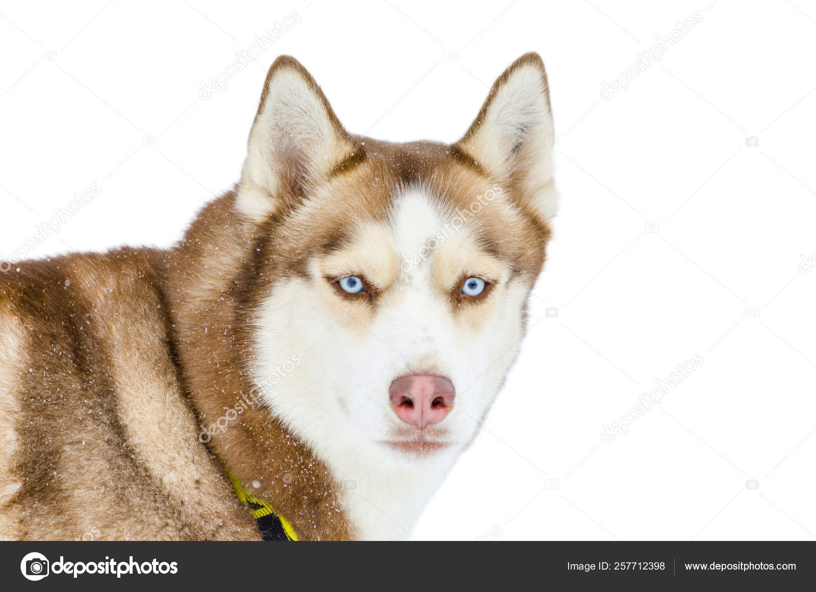 white fur blue eyed husky
