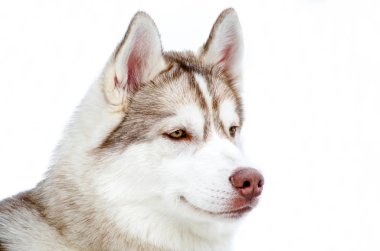 Kahverengi gözlü bir Sibirya Husky köpeği etrafa bakıyor. Hu'yu kapatın