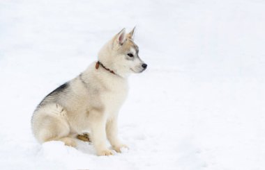 Kızak köpek Sibirya Husky cins köpek yavrusu. Husky köpek bej ve siyah kürk rengi vardır. Karlı beyaz arka plan.
