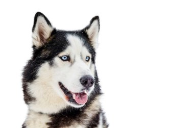 Kızak köpek mavi gözlü Sibirya Husky doğurmak. Husky köpek siyah beyaz kürk rengi vardır. İzole beyaz arka plan. Yakın çekim