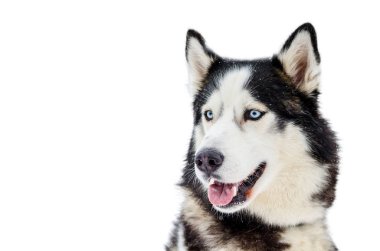 Kızak köpek mavi gözlü Sibirya Husky doğurmak. Husky köpek siyah beyaz kürk rengi vardır. İzole beyaz arka plan. Yakın çekim