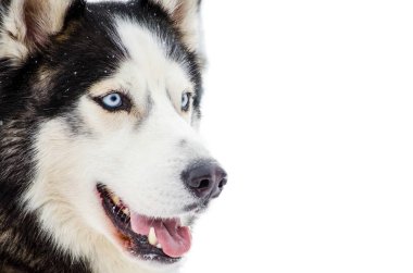 Kızak köpek mavi gözlü Sibirya Husky doğurmak. Husky köpek siyah beyaz kürk rengi vardır. İzole beyaz arka plan. Yakın çekim