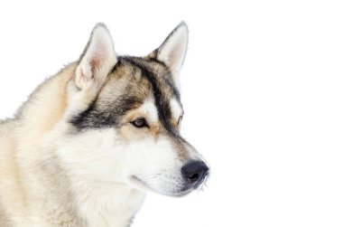 Kızak köpek Sibirya Husky cins sağa bakar. Husky köpek bej, siyah ve beyaz kürk rengi vardır. İzole beyaz arka plan. Yakın çekim