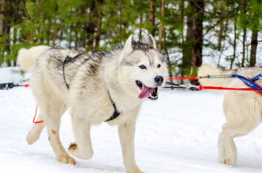 Kızak köpek Sibirya Husky koşum cins. Husky köpek siyah ve beyaz kürk rengi vardır. Orman arka planı