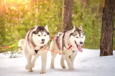 Kızak köpek Sibirya Husky koşum cins. Husky köpek siyah ve beyaz kürk rengi vardır. Orman arka planı