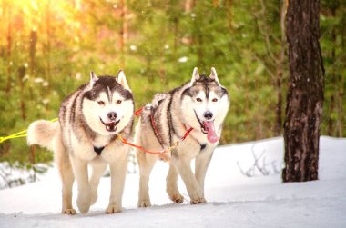 Kızak köpek Sibirya Husky koşum cins. Husky köpek siyah ve beyaz kürk rengi vardır. Orman arka planı