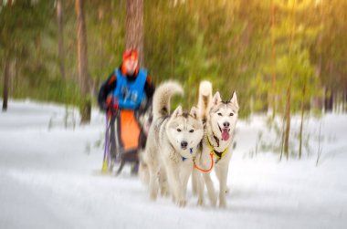 Kızak köpek yarışı. Takım adam musher ve dört Sibirya Husky cins köpek oluşur. Çam ormanı arka planı. Hareket bulanıklığı efekti.