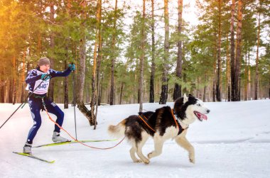 Kentsel yerleşim Reshetiha, Nizhny Novgorod Oblastı / Rusya - 02.27.2016: Kızak köpek yarışı. Takım adam musher ve bir Sibirya Husky cins köpek oluşur. Kayak sporu türü.