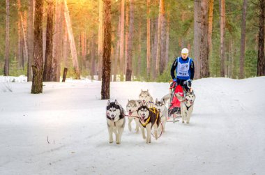Kentsel yerleşim Reshetiha, Nizhny Novgorod Oblast / Rusya - 02.27.2016: Kızak köpek yarışı. Takım adam musher ve altı Sibirya Husky cins köpek oluşur. Çam ormanı arka planı.
