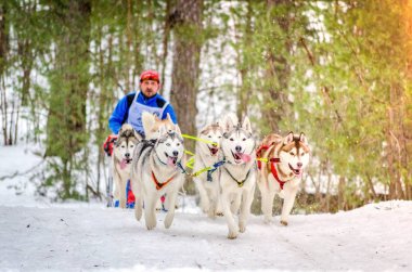 Urban-type settlement Reshetiha, Nizhny Novgorod Oblast / Russia - 02.27.2016: Sled dog racing. Team consists of man musher and seven Siberian Husky breed dogs. Pine forest background. clipart