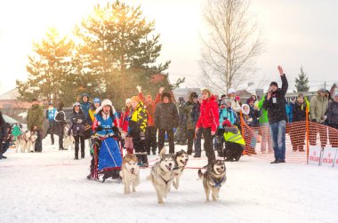 Kentsel yerleşim Reshetiha, Nizhny Novgorod Oblast / Rusya - 02.27.2016: Kızak köpek yarışı. Takım kadın musher ve dört Sibirya Husky cins köpek oluşur. Çam ormanı arka planı.