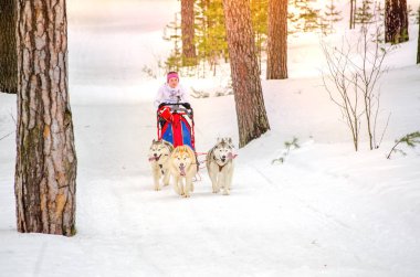 Kentsel yerleşim Reshetiha, Nizhny Novgorod Oblast / Rusya - 02.27.2016: Kızak köpek yarışı. Takım kadın musher ve dört Sibirya Husky cins köpek oluşur. Çam ormanı arka planı.