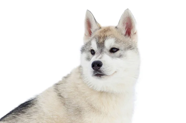 Cão-cachorro Husky siberiano. Feche o retrato da raça Husky. Husky d — Fotografia de Stock