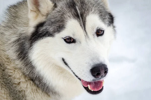 Slitta cane Siberiano Husky razza si guarda intorno. Il cane robusto ha il colore di pelo nero e bianco. sfondo bianco nevoso Close up . — Foto Stock