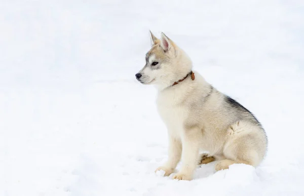 Szán kutya Siberian husky tenyészt kiskutya. Héjas kutya birtokol bézs és fekete szőr befest. Havas fehér háttér. — Stock Fotó