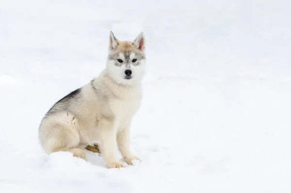 Filhote de cachorro de cão de trenó Siberian Husky raça. Husky cão tem cor de pele bege e preto. Snowy fundo branco . — Fotografia de Stock