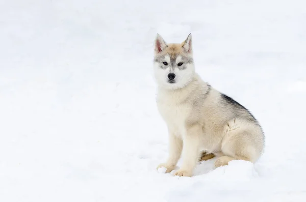 そり犬シベリアハスキーの子犬が繁殖。ハスキー犬はベージュと黒い毛皮の色を持っています。雪の白い背景. — ストック写真